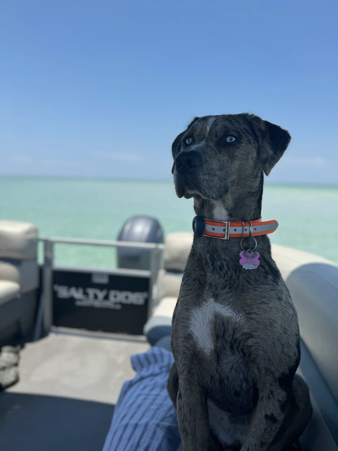 Dog aboard a boat over turquoise water