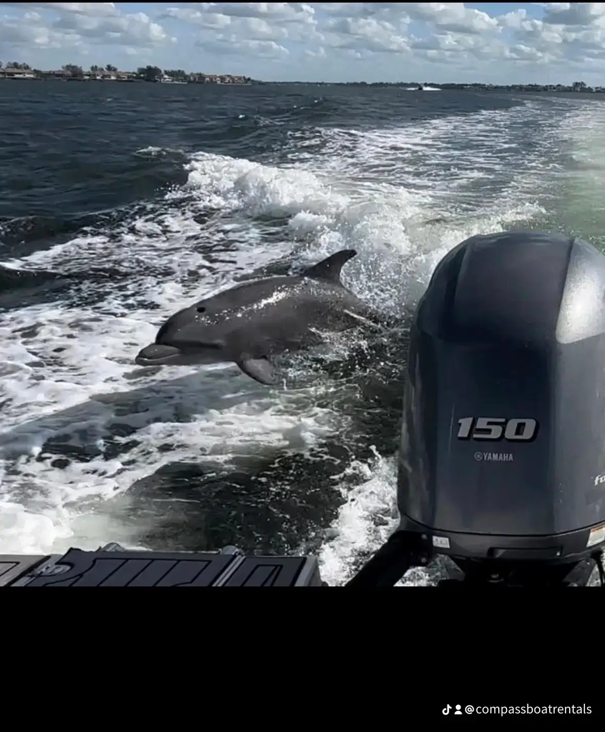Dolphin alongside a boat on Anna Maria Island