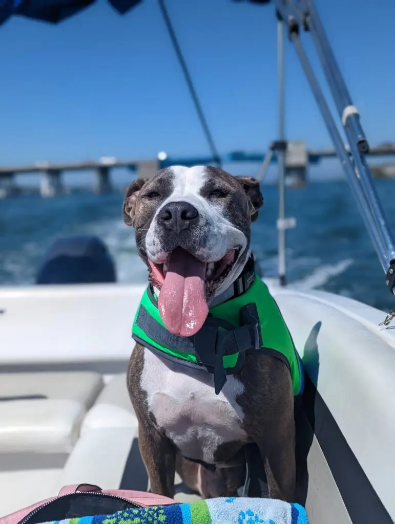 a dog sitting on top of a car
