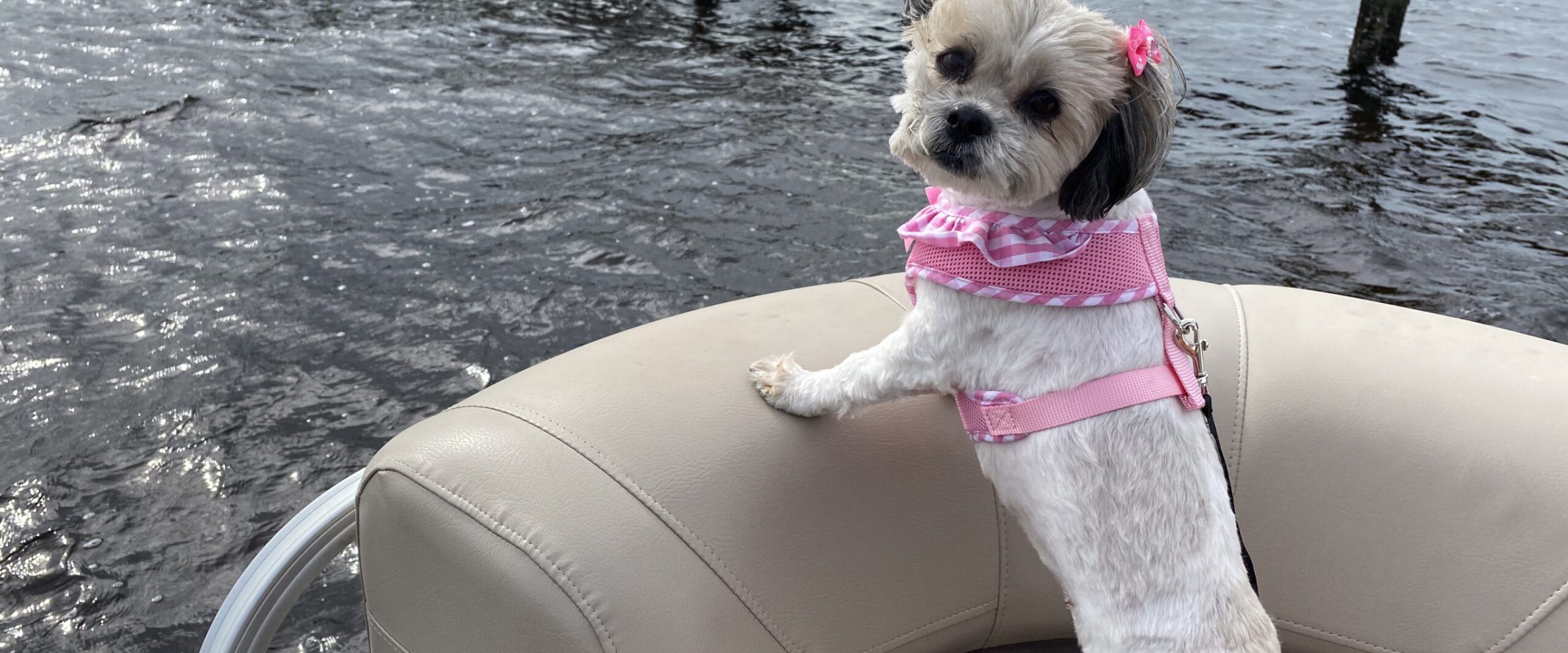 a dog sitting in a deck boat on a body of water