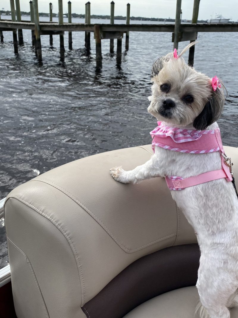 a dog sitting in a deck boat on a body of water