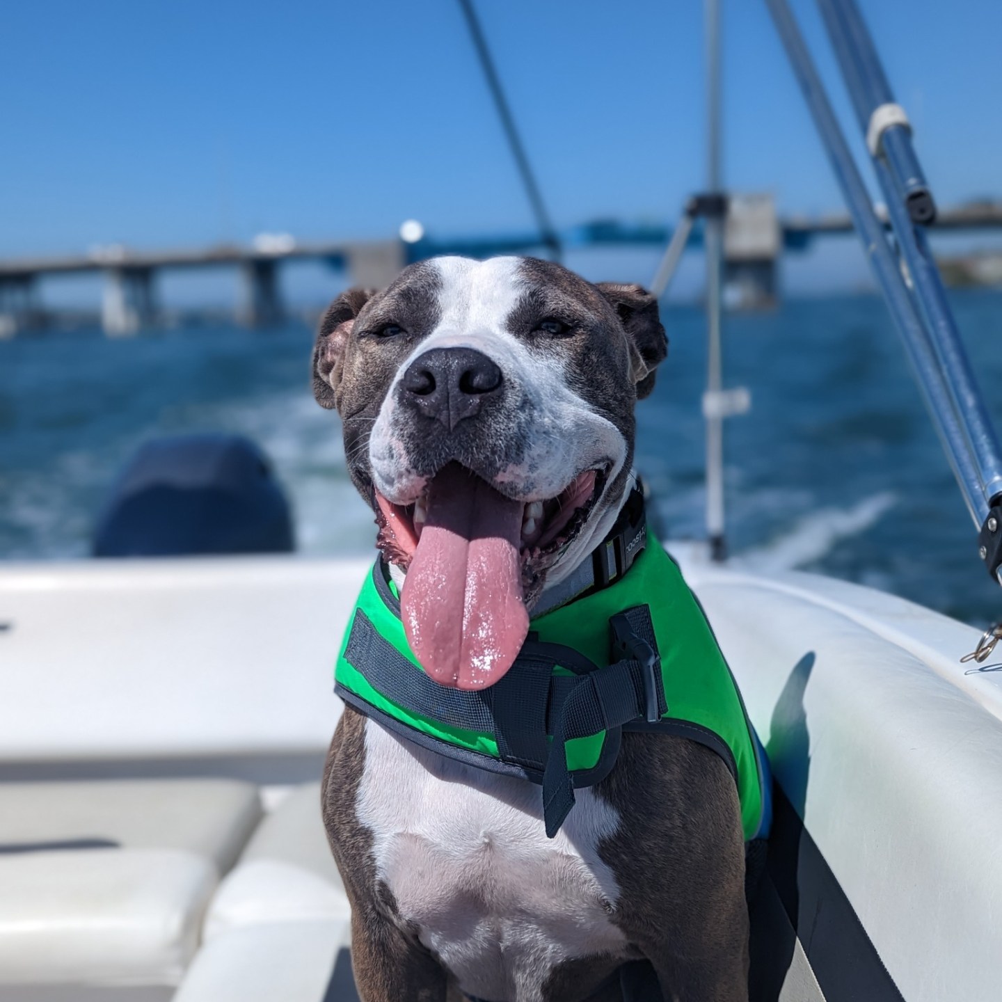 a dog sitting on top of a car